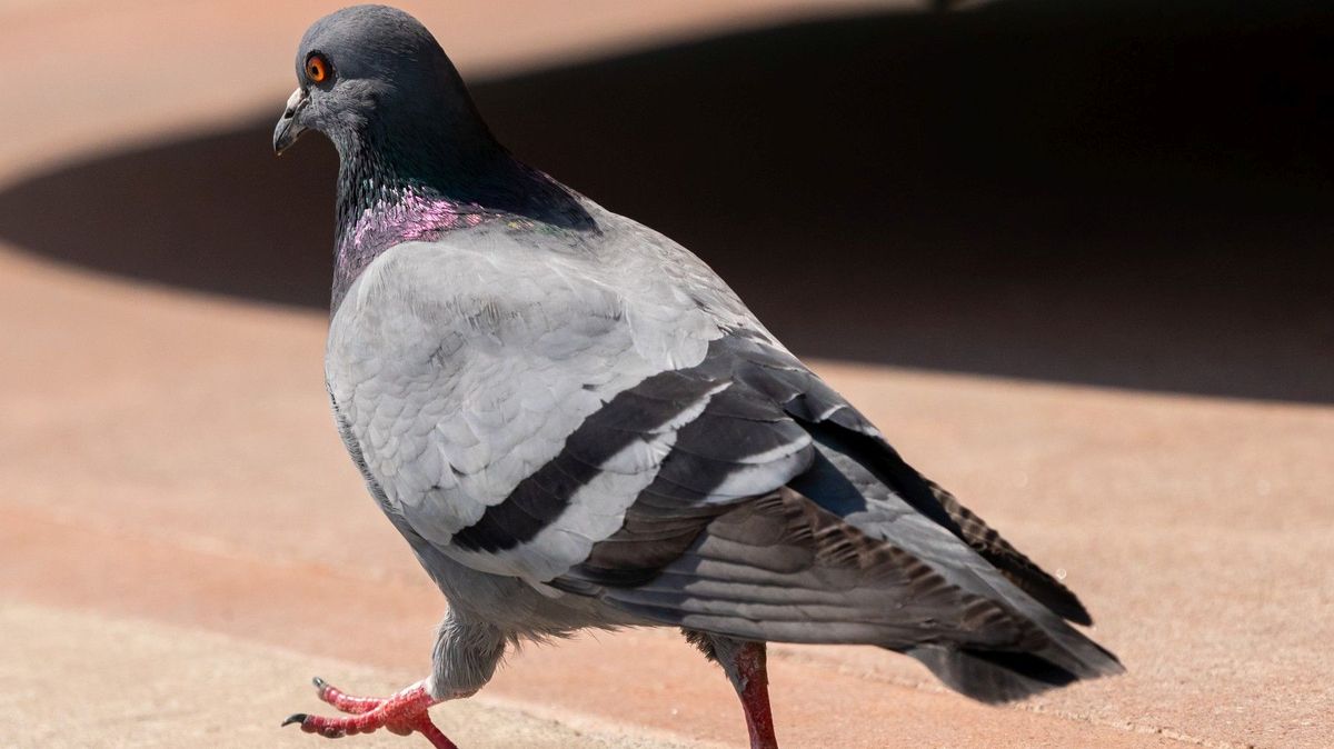 Policie zatkla tokijského taxikáře za to, že najel do holubů a jednoho zabil